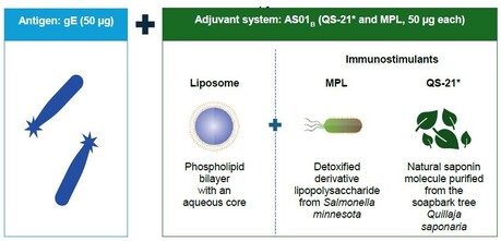 만성콩팥병 환자에서 재조합 대상포진 백신(recombinant zoster vaccine, RZV, Shingrix주) 접종의 필요성과 효과 [25년 봄호]