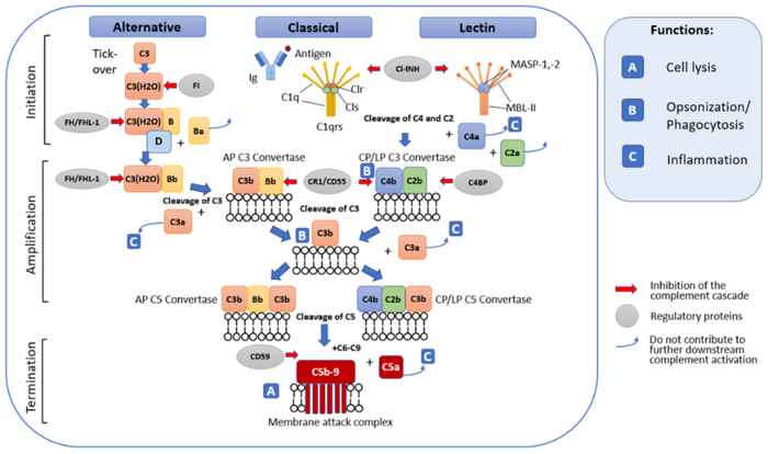 Beyond Eculizumab: R...