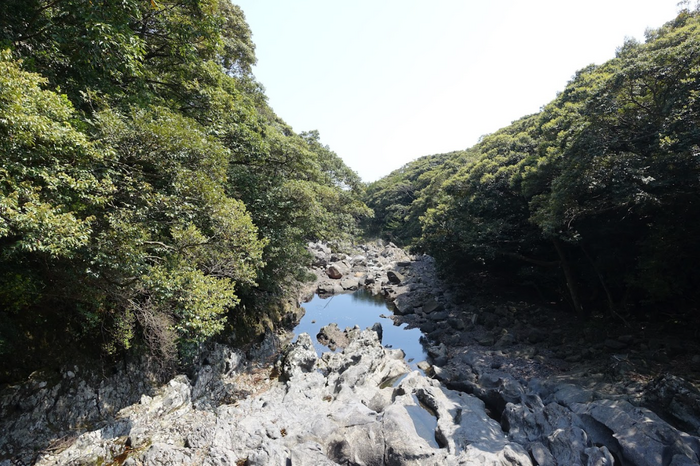 아름다운 봄꽃들이 가득한 연초록 숲으...