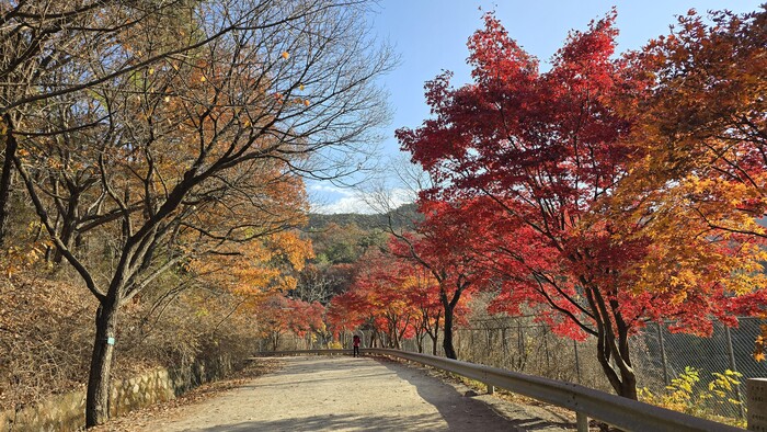 곱게 물든 단풍길을 따라 가을의 정취...